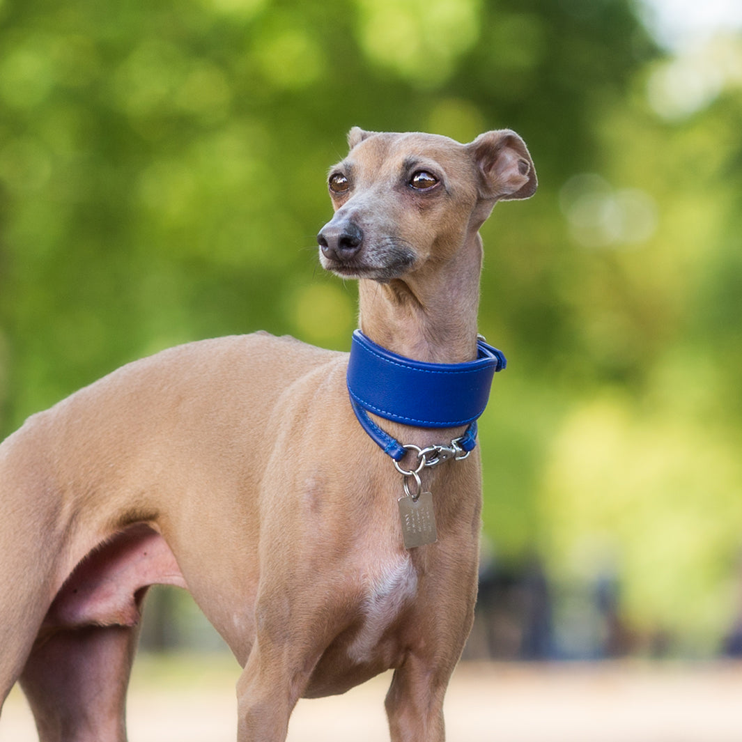 Leather Italian Greyhound Dog Collars by Petiquette