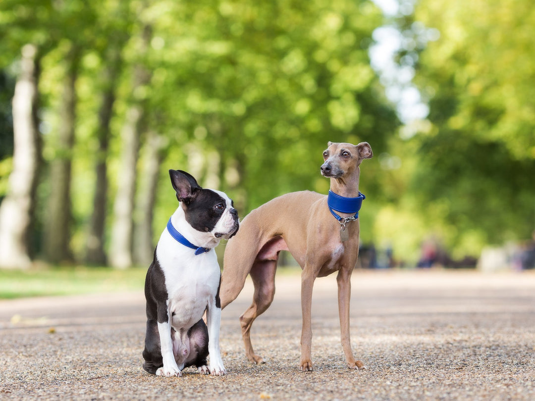 Five fab new colours in our bespoke collar and lead collection