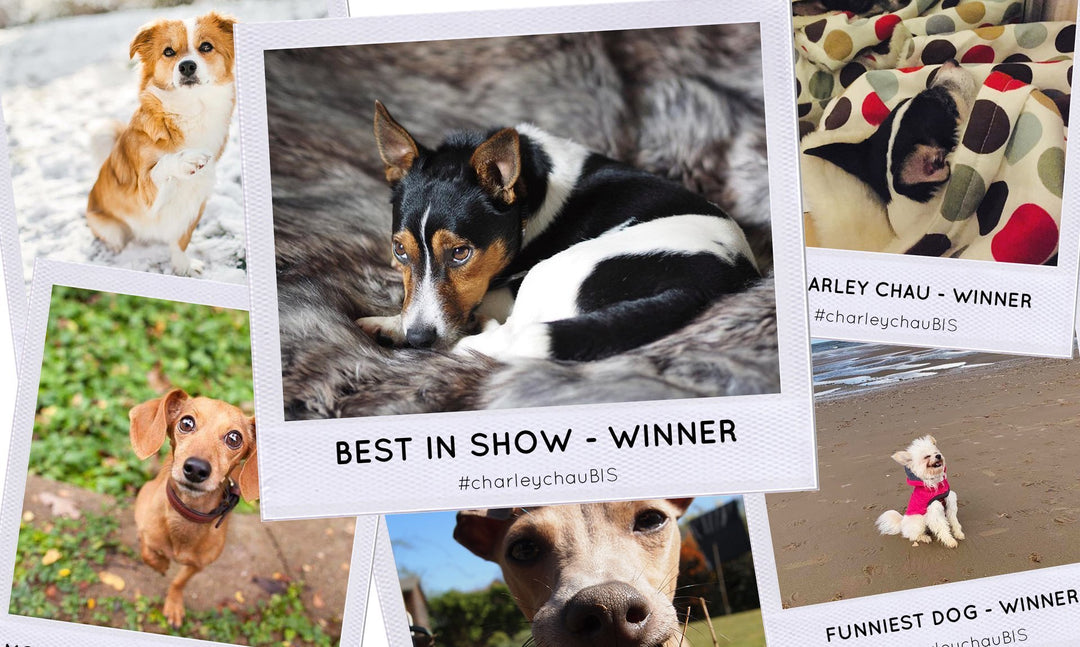 Charley Chau Best in Show Winners Announced!