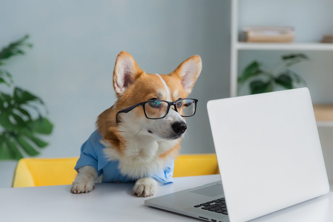Canine emotional well-being: Does your dog need a job? Does your dog want a job? Two very different questions!