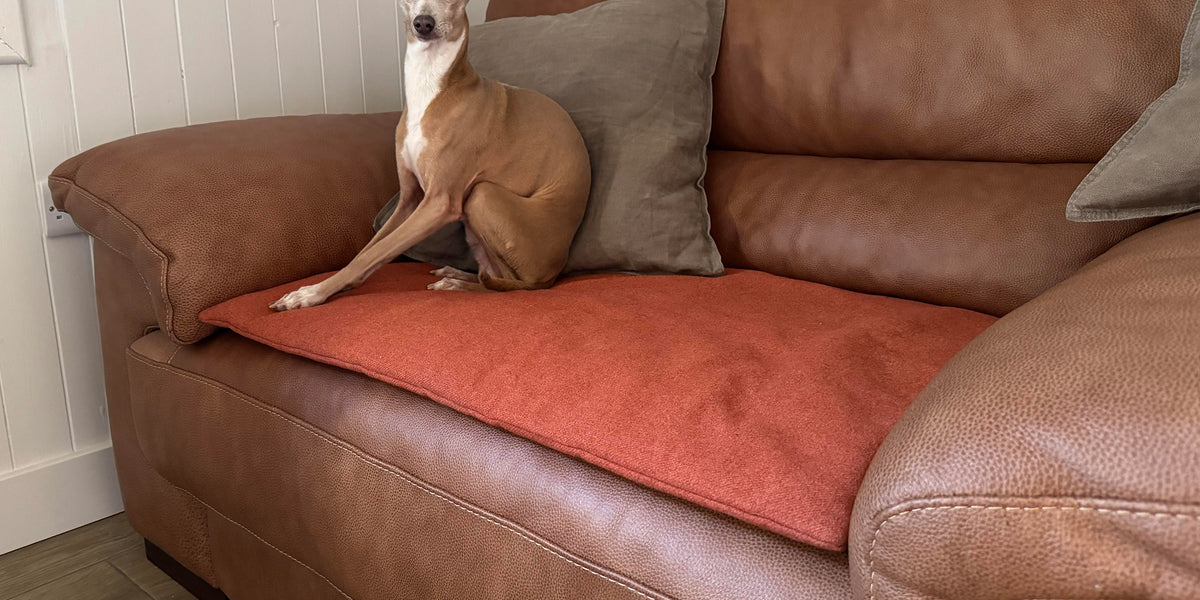 Boredom Busters - keeping our dogs entertained — Charley Chau - Luxury Dog  Beds & Blankets