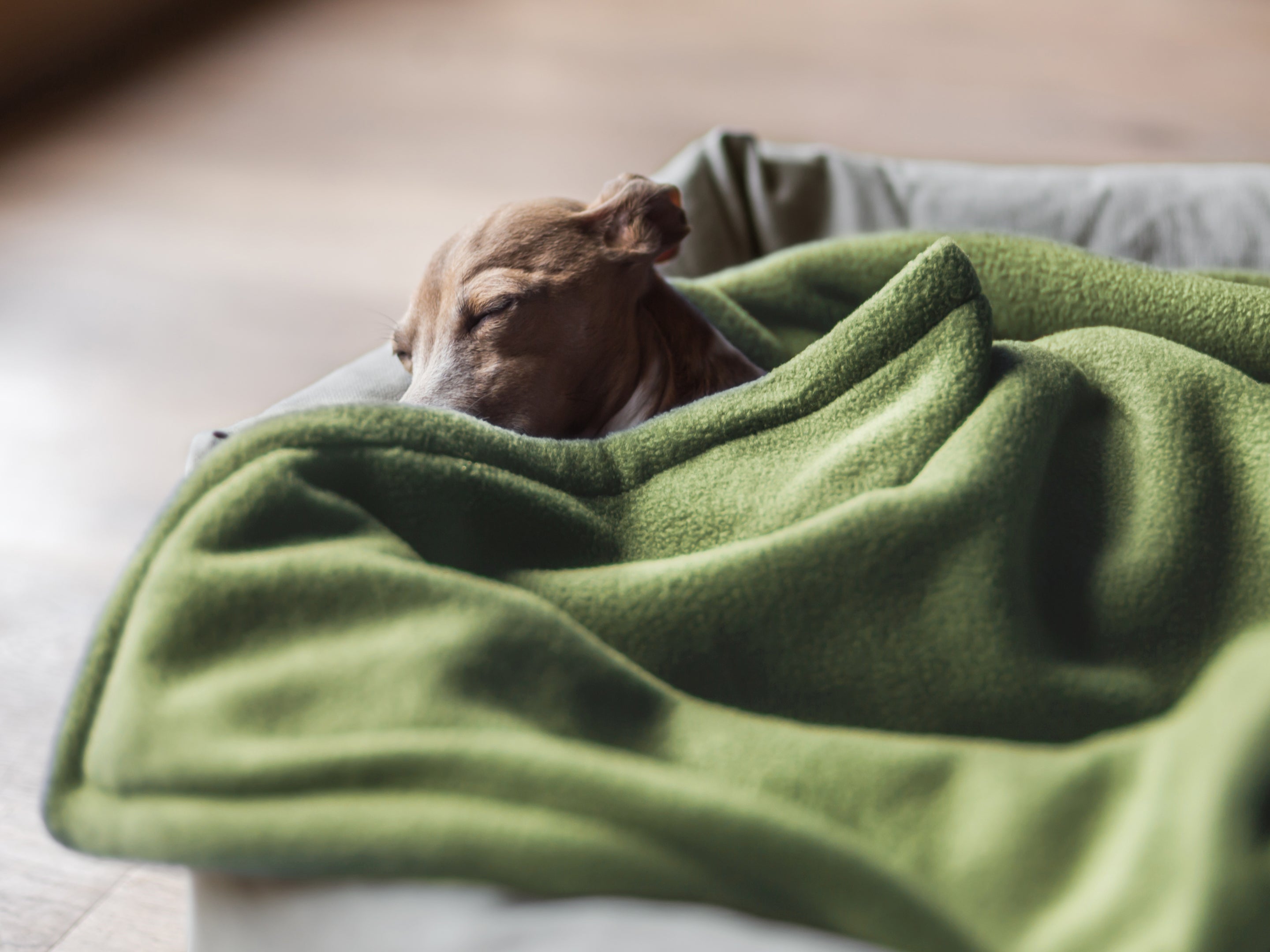 Fleece Dog Blankets