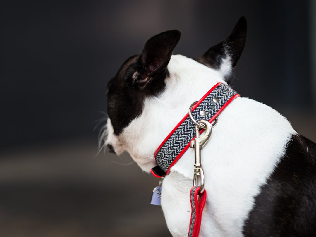 Harris Tweed & Leather Dog Collar in Herring Bone on Red Leather - Boston Terrier