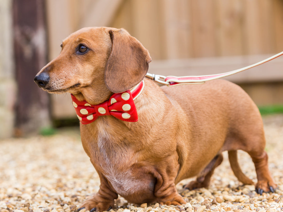 Miniature Dachshund wearing a red and cream leather dog collar with a bow tie