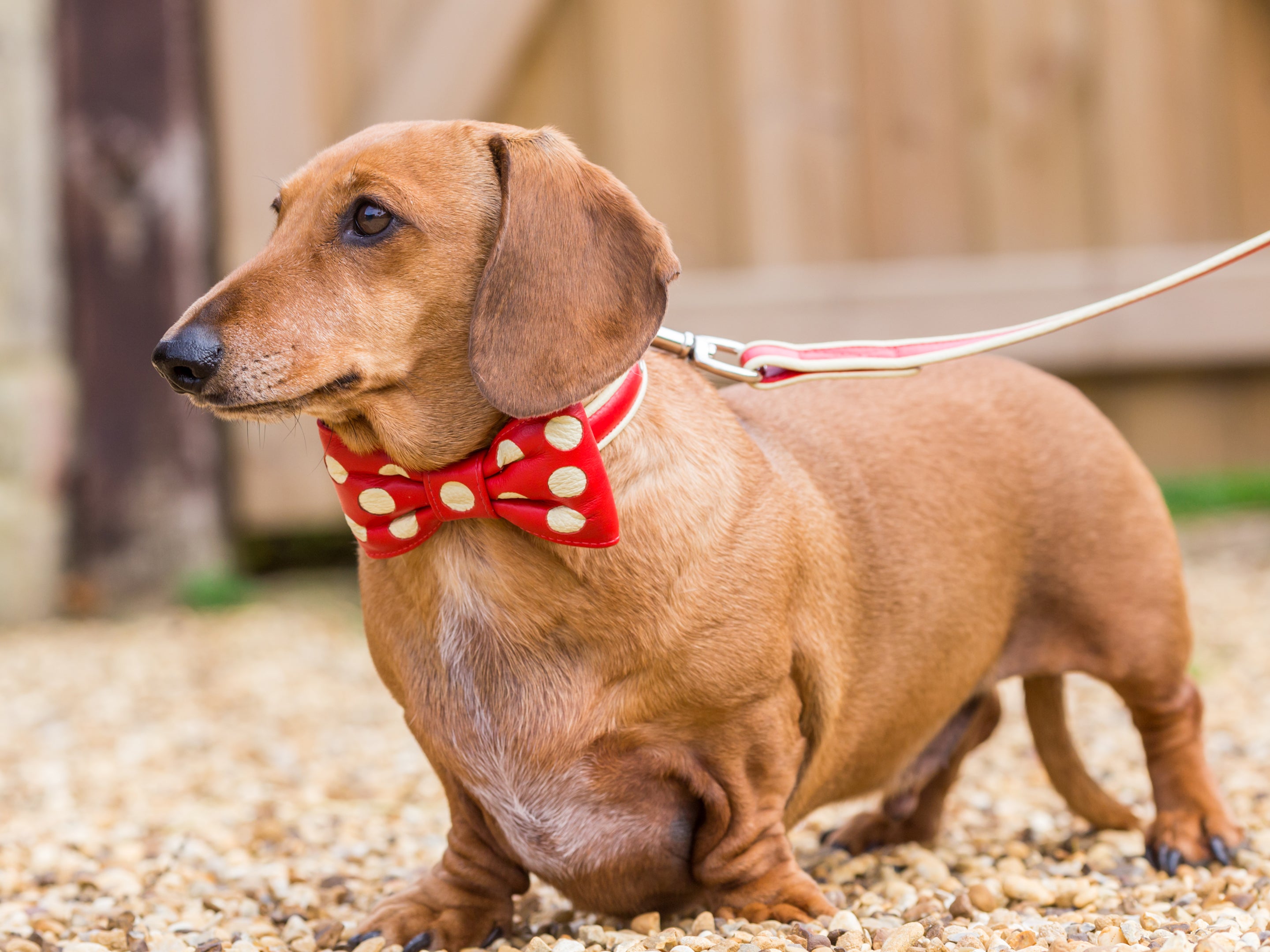 Leather Bow Tie Dog Collar Collection