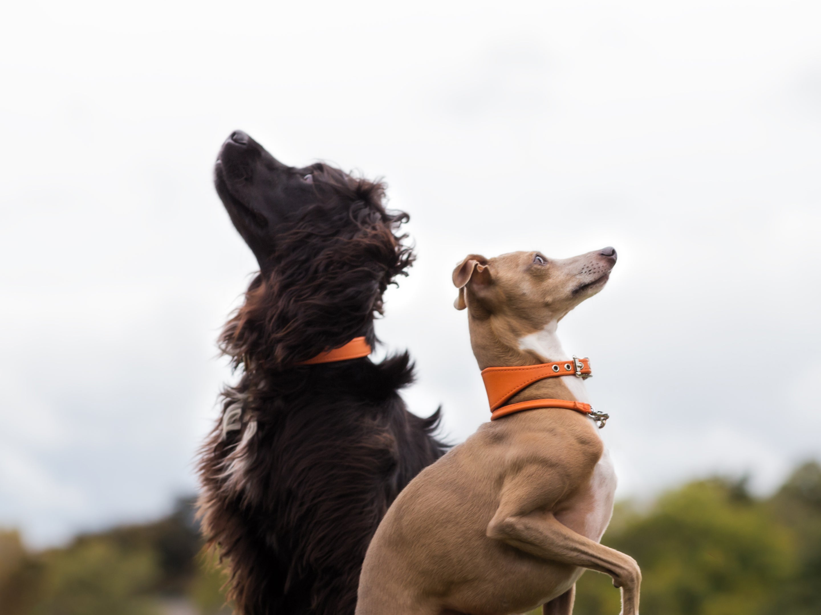 Italian Calf Leather Dog Collars & Leads