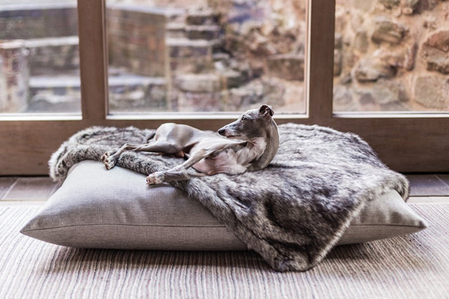 Stylish dog online blankets