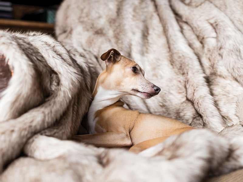 Dog obsessed with online blanket