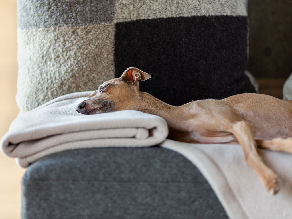 Charley Chau Double Fleece Dog Blanket in Oyster