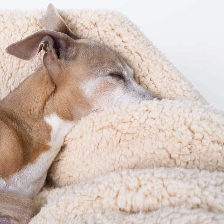 Luxury Sherpa Fleece Dog Blanket in Teddy Beige with Italian Greyhound dog sleeping 