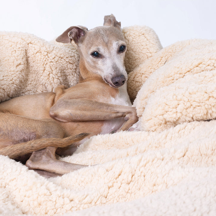 Luxury Sherpa Fleece Dog Blanket in Teddy Beige with Italian Greyound dog lying on the blanket