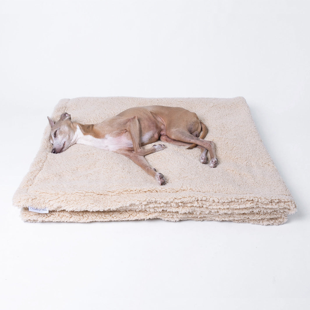 Luxury Sherpa Fleece Dog Blanket in Teddy Beige with Italian Greyhound dog asleep on the dog blanket 