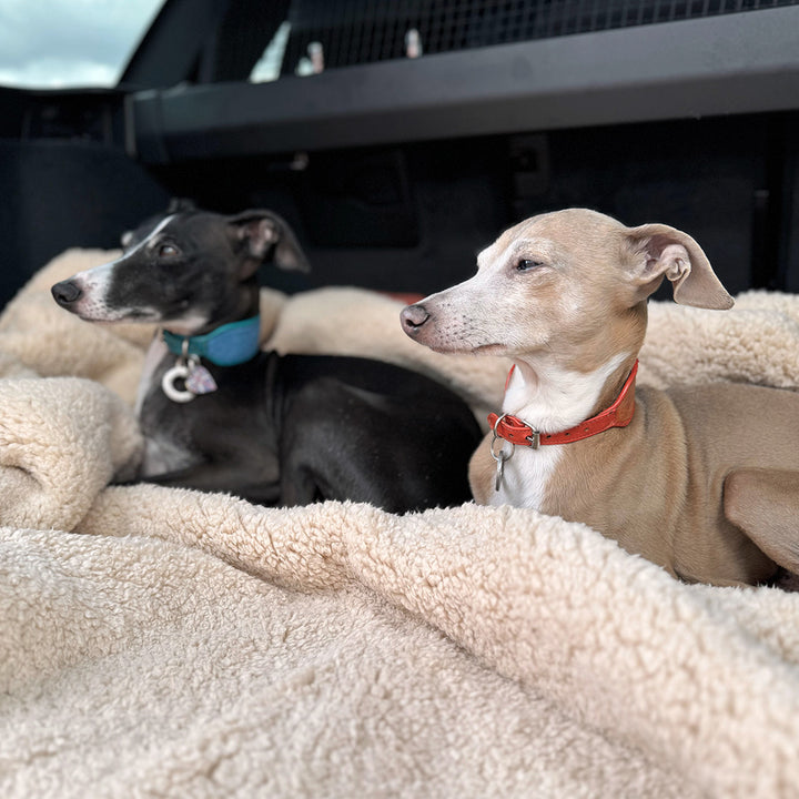 Luxury Sherpa Fleece Dog Blanket in Teddy Beige in the boot of a car with two Italian Greyhound dogs