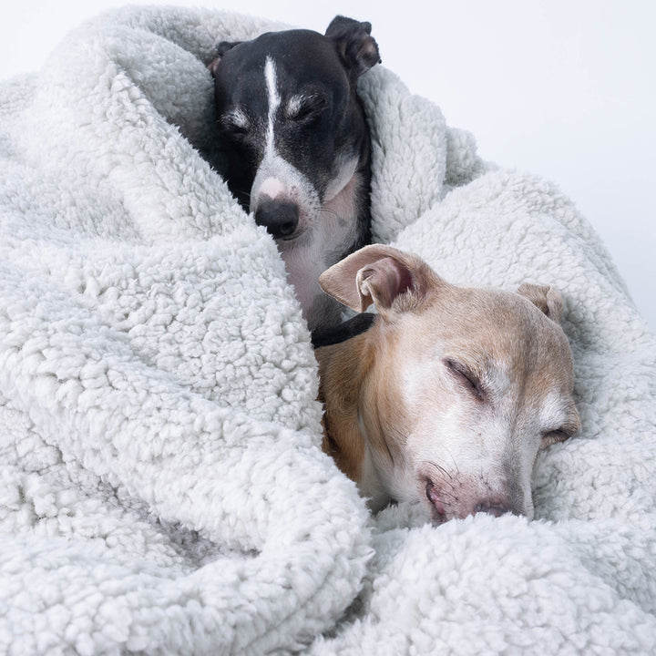 Charley Chau soft, cosy Sherpa Fleece Dog Blanket in Light Grey with two Italian Greyhound dogs sleeping.