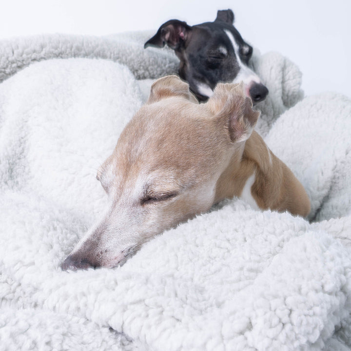 Charley Chau soft, cosy Sherpa Fleece Dog Blanket in Light Grey with two dogs sleeping.