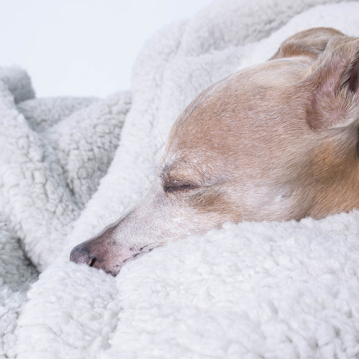 Charley Chau soft, cosy Sherpa Fleece Dog Blanket in Light Grey - close up of the fluffy, soft fleece and an Italian Greyhound.