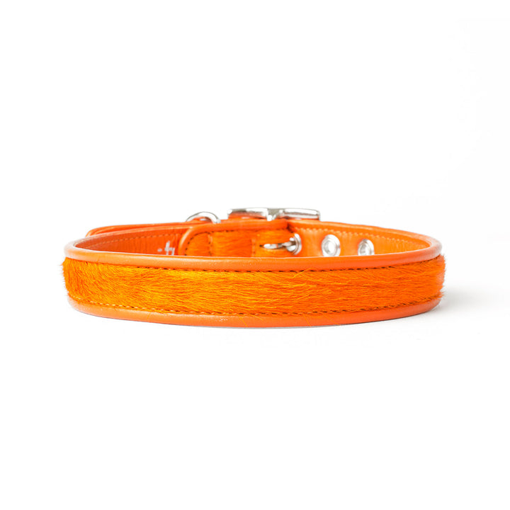 Holly&Lil Brightside Classic Slim dog Collar