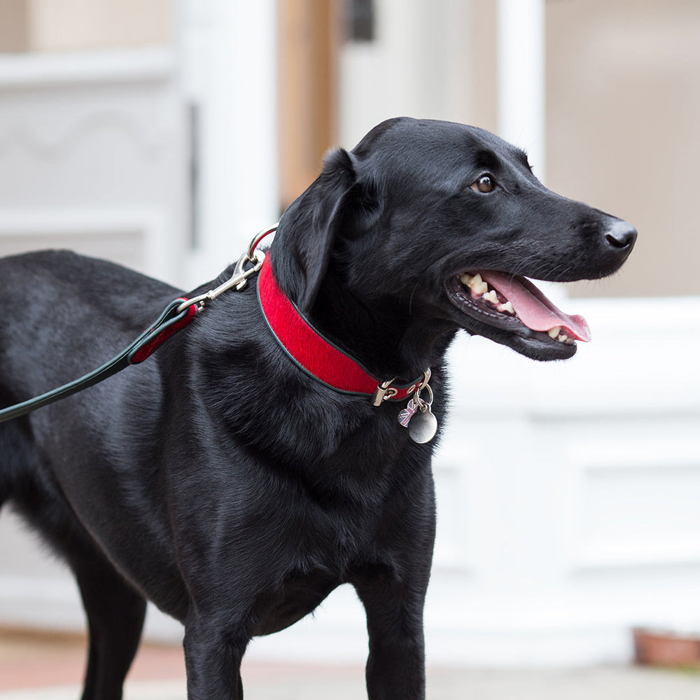 Holly&Lil Brightside Classic Wide Dog Collar