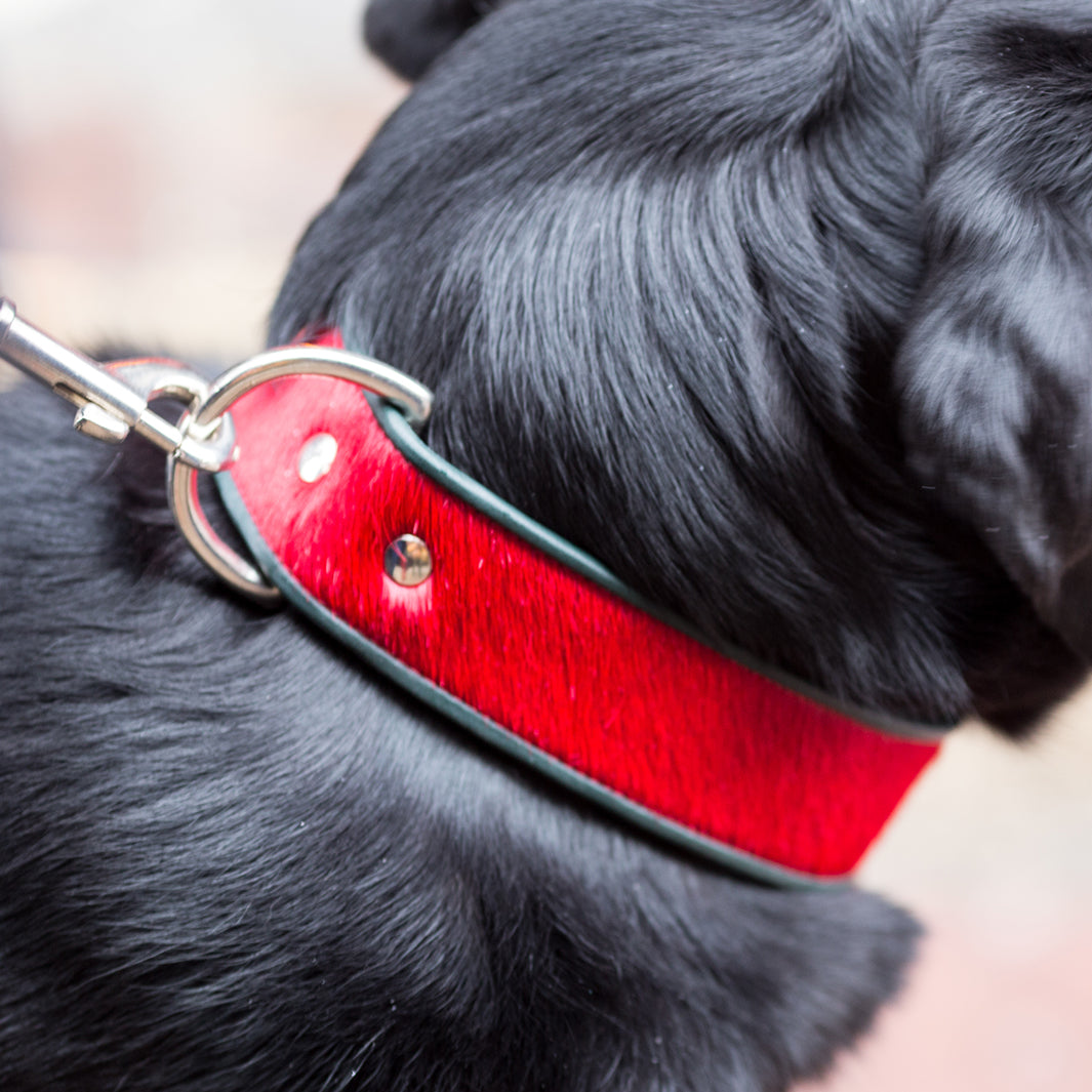 Holly&Lil Brightside Classic Wide Dog Collar