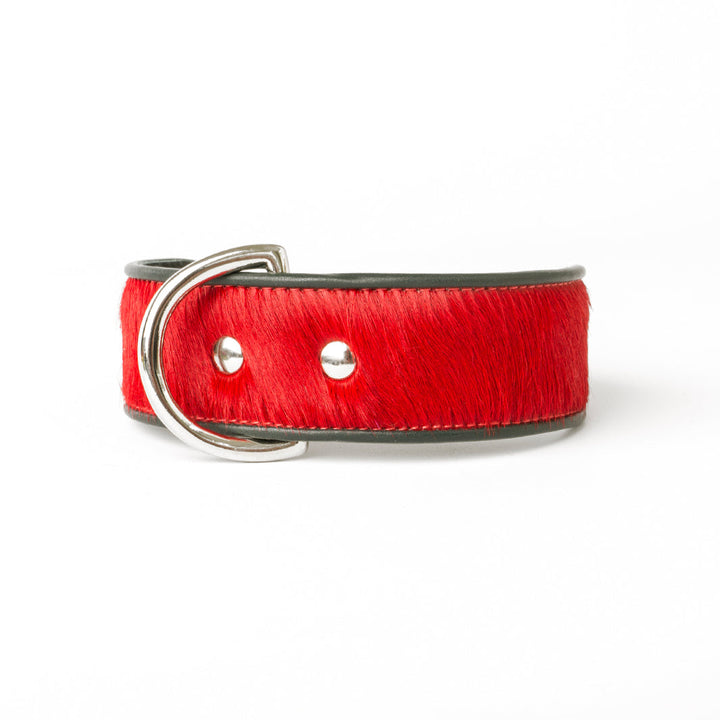Holly&Lil Brightside Classic Wide Dog Collar