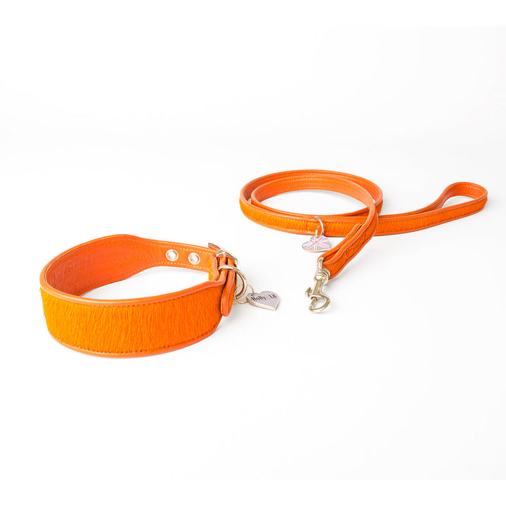 Holly&Lil Brightside Sighthound Dog Collar