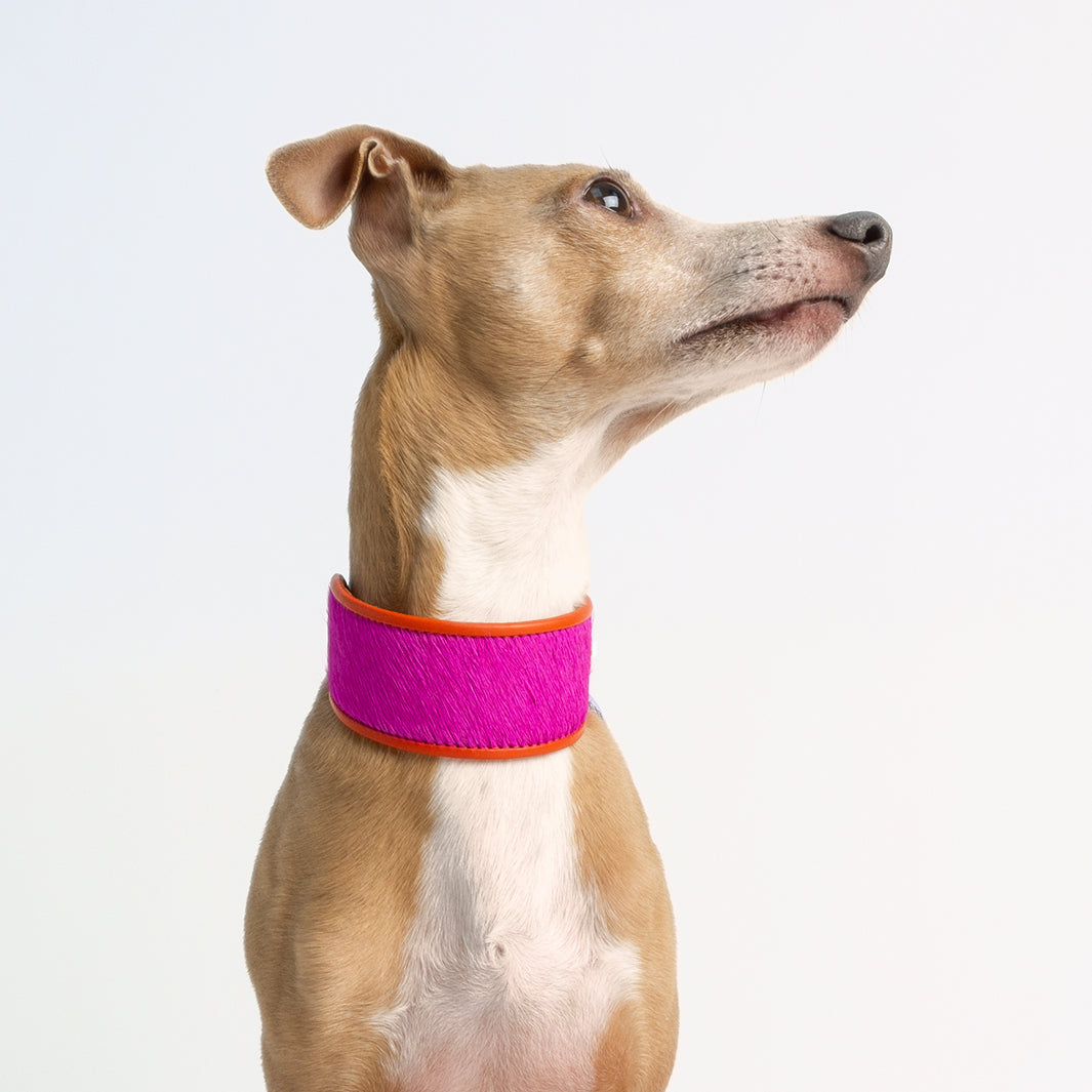 Holly&Lil Brightside Sighthound Dog Collar