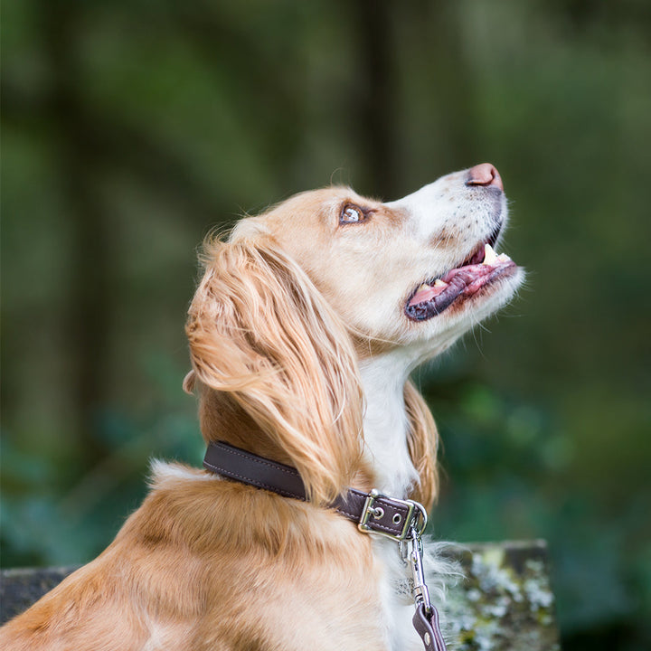 Classic Slim Leather Dog Collar 