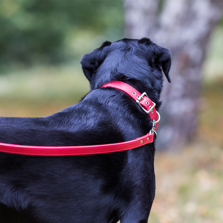 Classic Slim Leather Dog Collar 