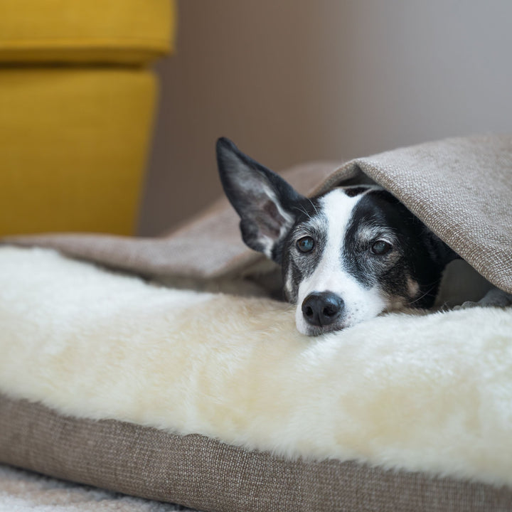 Dog Snuggle Bed in Weave II