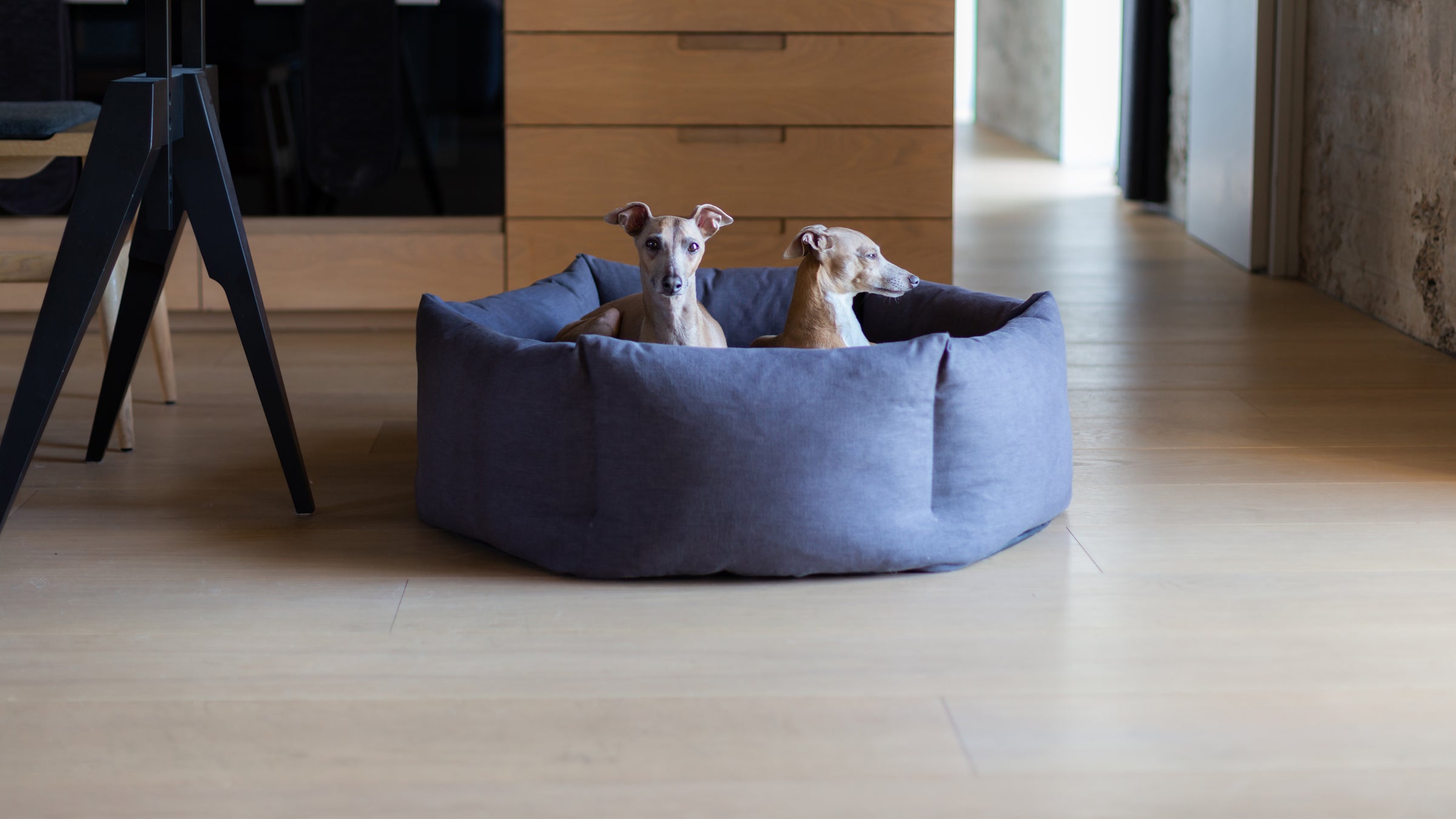 Luxury dog Donut Bed in Dark Gray by designer Charley Chau