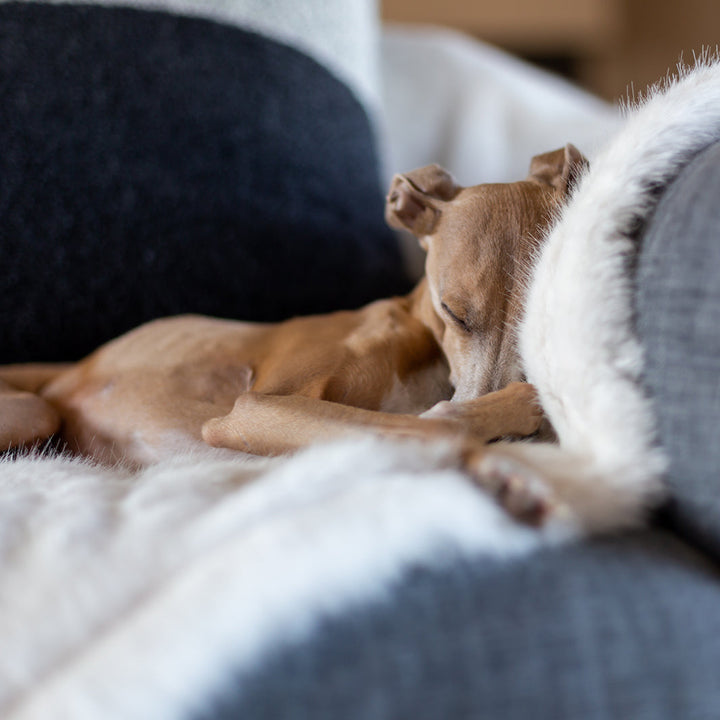 Charley Chau Luxury Faux-Fur Dog Blanket