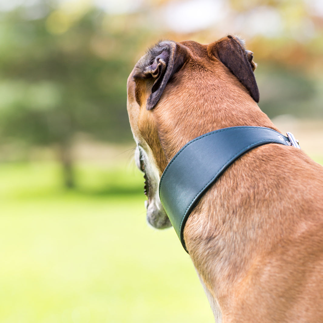 Bespoke Leather Sighthound Dog Collar for Greyhounds, Italian Greyhounds, Whippets and Lurchers