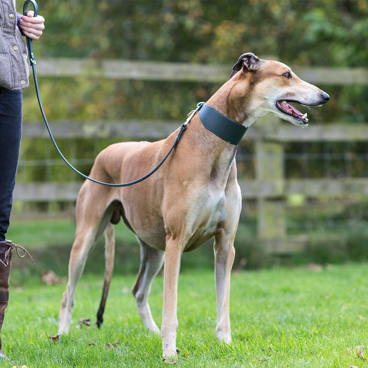 Bespoke Leather Sighthound Dog Collar for Greyhounds, Italian Greyhounds, Whippets and Lurchers