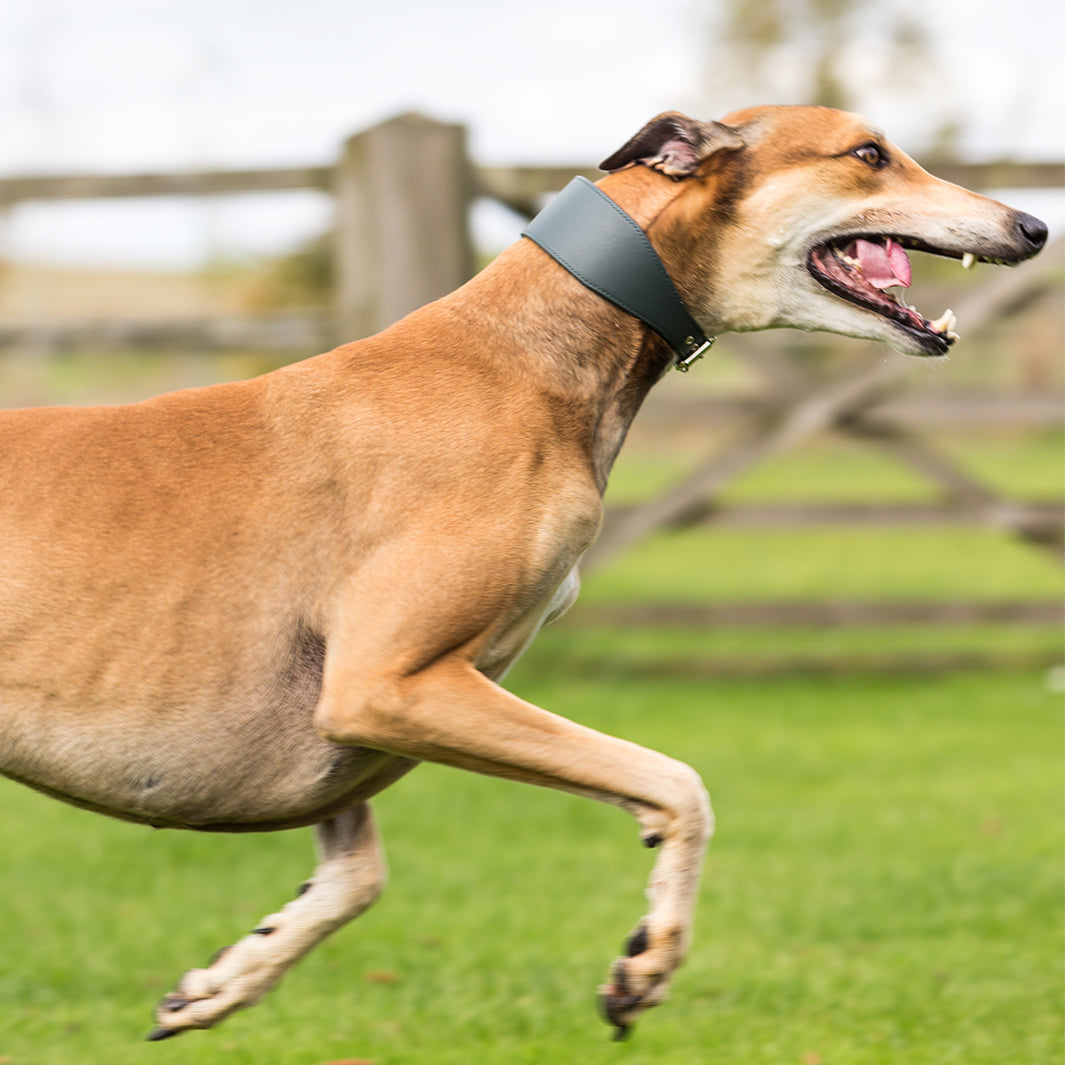 Ox Red whippet collar & lead set, leather collar for greyhound sold and sighthounds