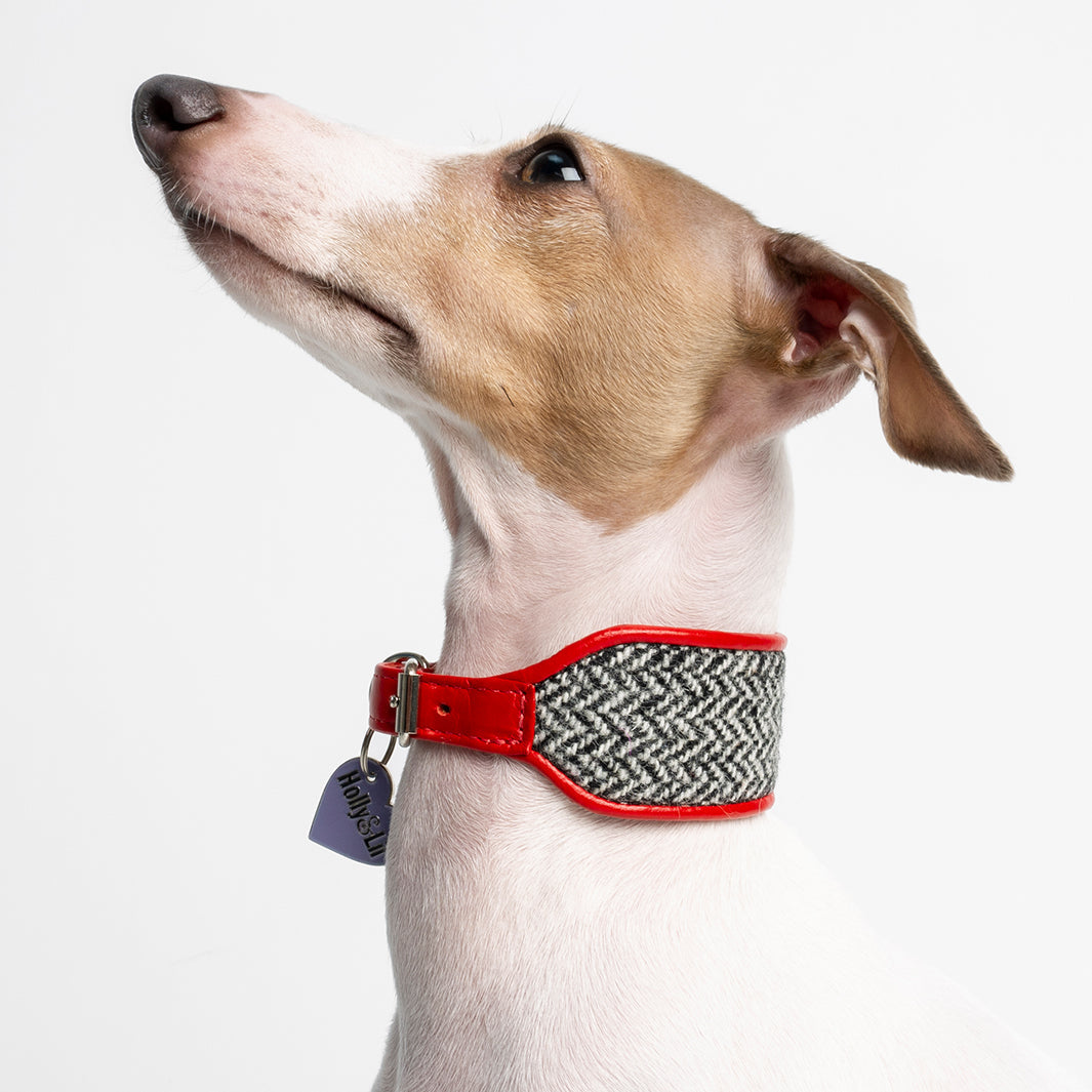 Holly&Lil Harris Tweed Sighthound Dog Collar