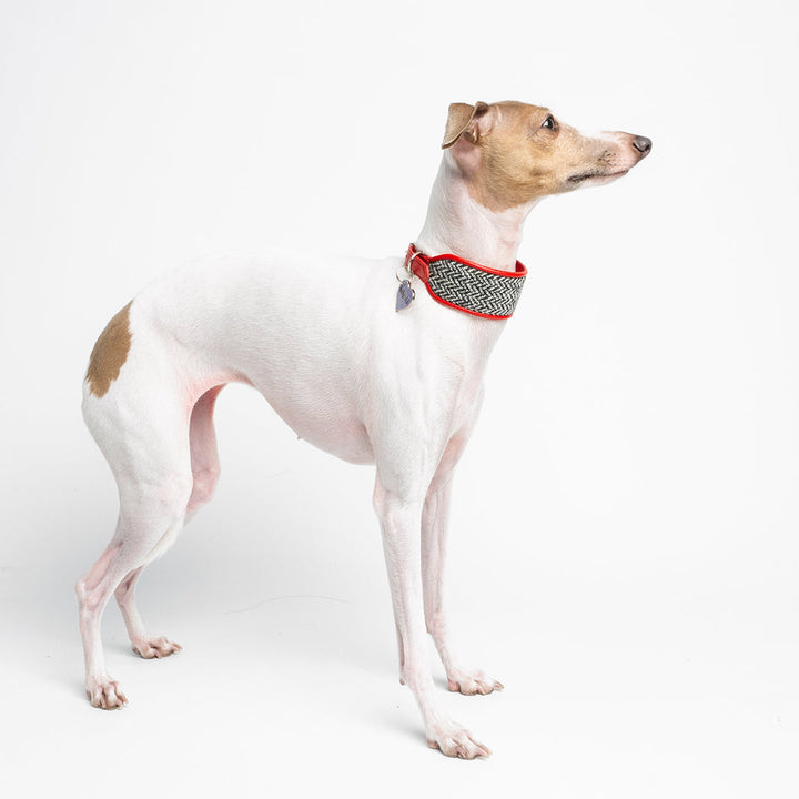 Holly&Lil Harris Tweed Sighthound Dog Collar