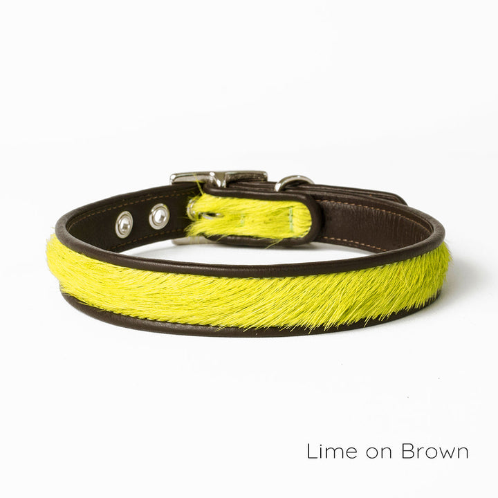 Holly&Lil Brightside Classic Slim dog Collar