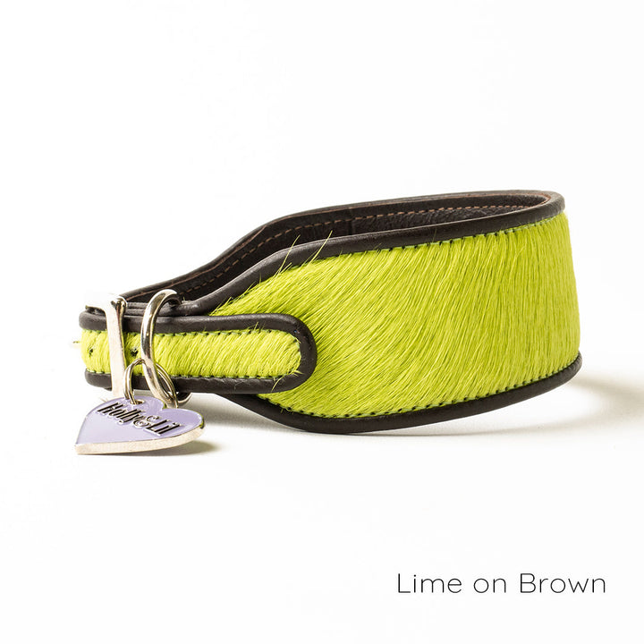 Holly&Lil Brightside Sighthound Dog Collar