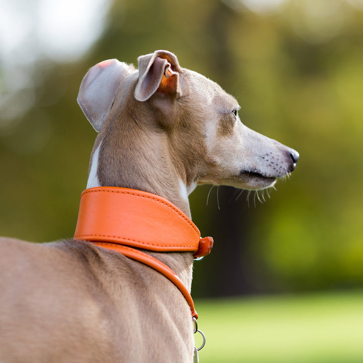 Bespoke Leather Sighthound Dog Collar for Greyhounds, Italian Greyhounds, Whippets and Lurchers