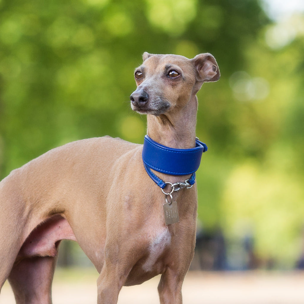 Italian greyhound accessories hotsell