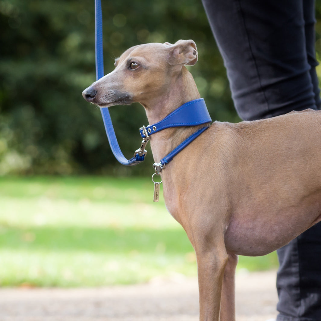 Greyhound collars and leads best sale