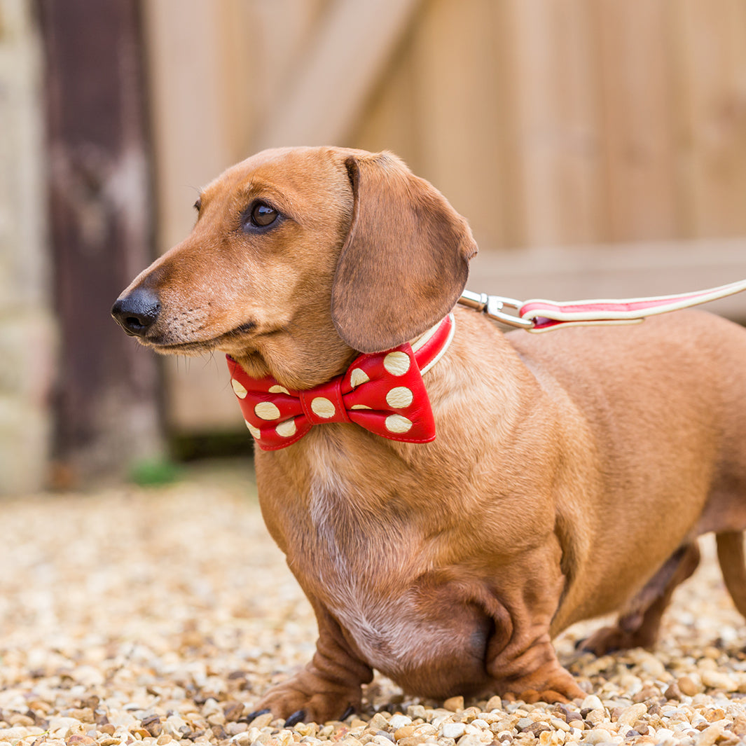 holly&Lil Leather Bow Tie Dog Collar
