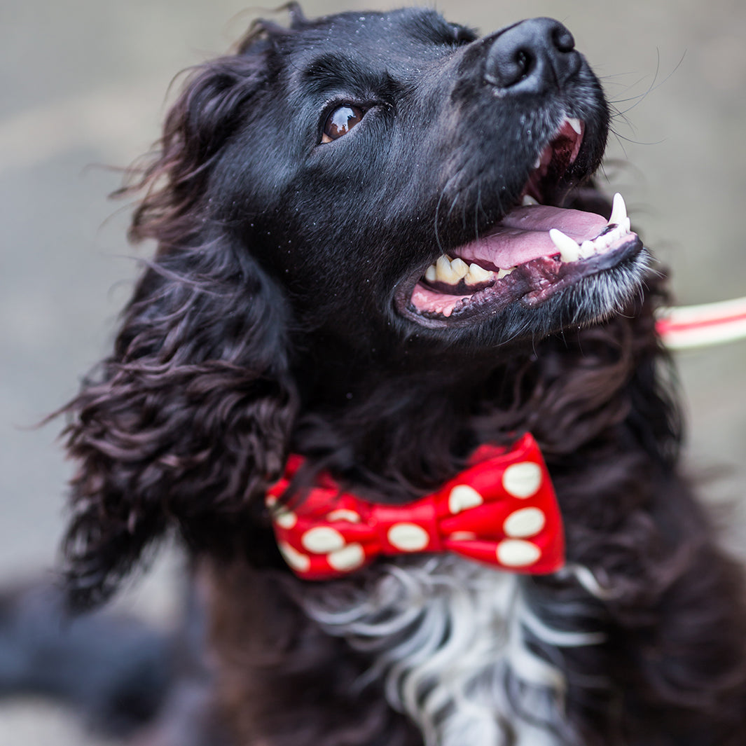 holly&Lil Leather Bow Tie Dog Collar