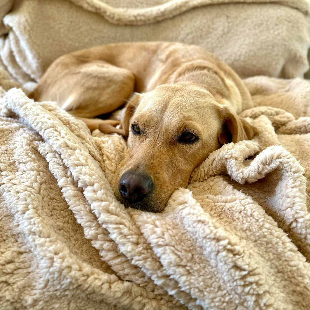 Yellow Labrador lying on a Sherpa Fleece Dog Blanket