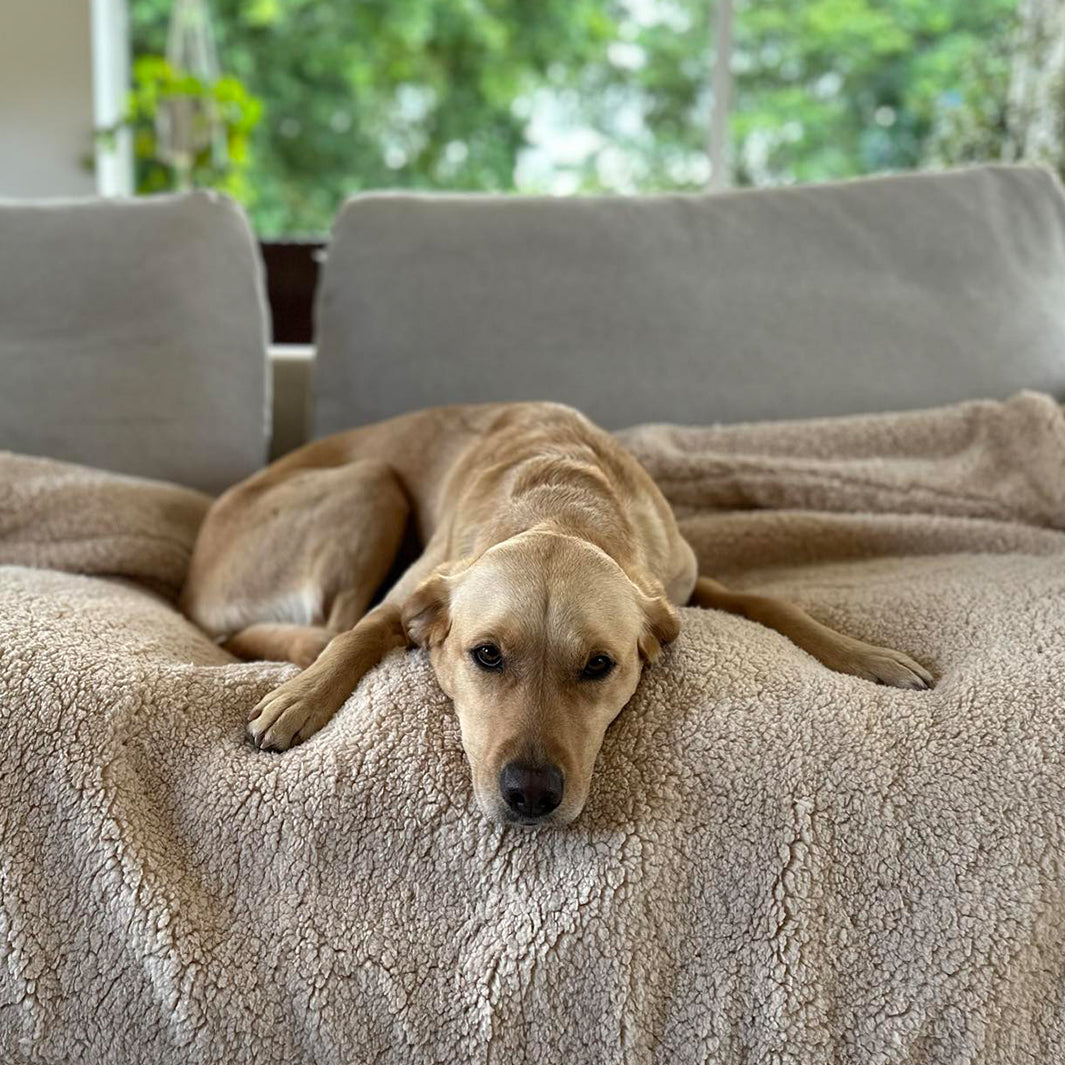 Yellow Labrador lying on a Sherpa Fleece Dog Blanket on a sofa