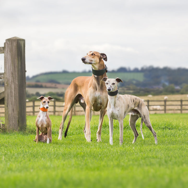 Sighthound Dog Collar for Greyhounds, Italian Greyhounds, Whippets and Lurchers