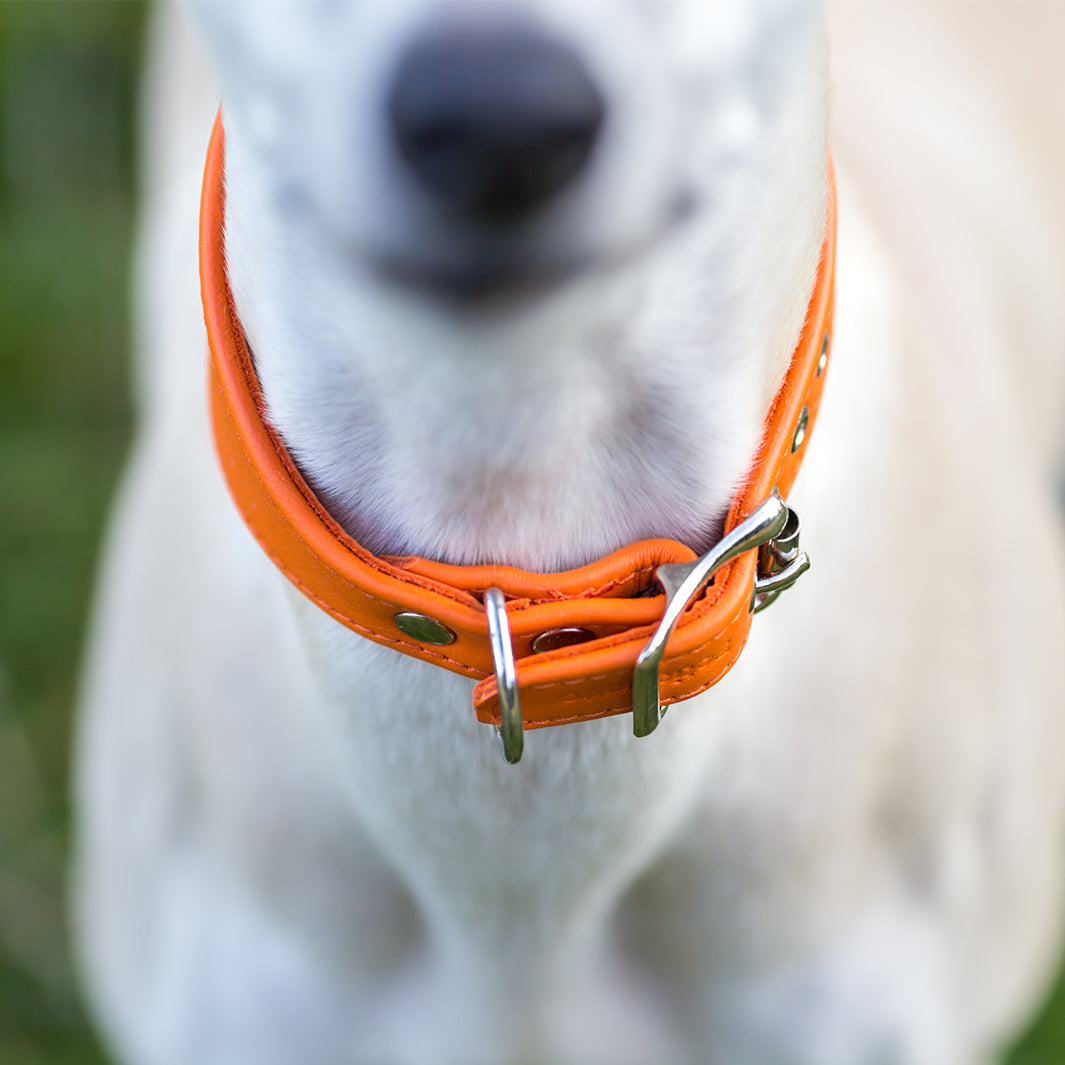 Sighthound Dog Collar for Greyhounds, Italian Greyhounds, Whippets and Lurchers