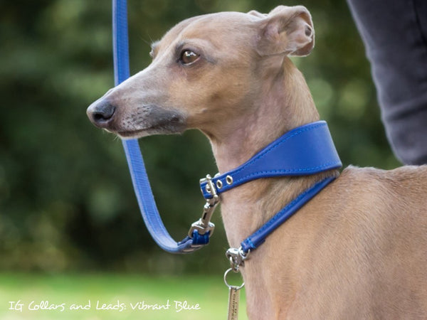 https://www.charleychau.com/cdn/shop/products/bespoke-sighthound-italian-greyhound-collar-vibrant-blue-01_600x450.jpg?v=1663160901