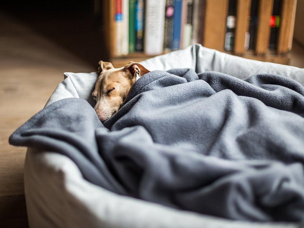 Double Fleece Dog Blankets — Charley Chau - Luxury Dog Beds & Blankets