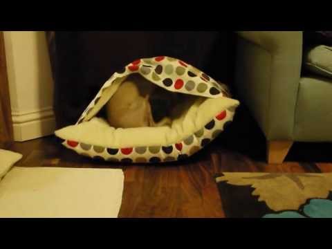 Dog Snuggle Bed in Cotton
